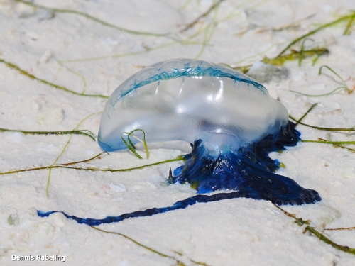 Physalia utriculus