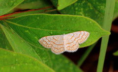 Scopula sinnaria