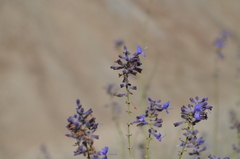 Salvia abrotanoides