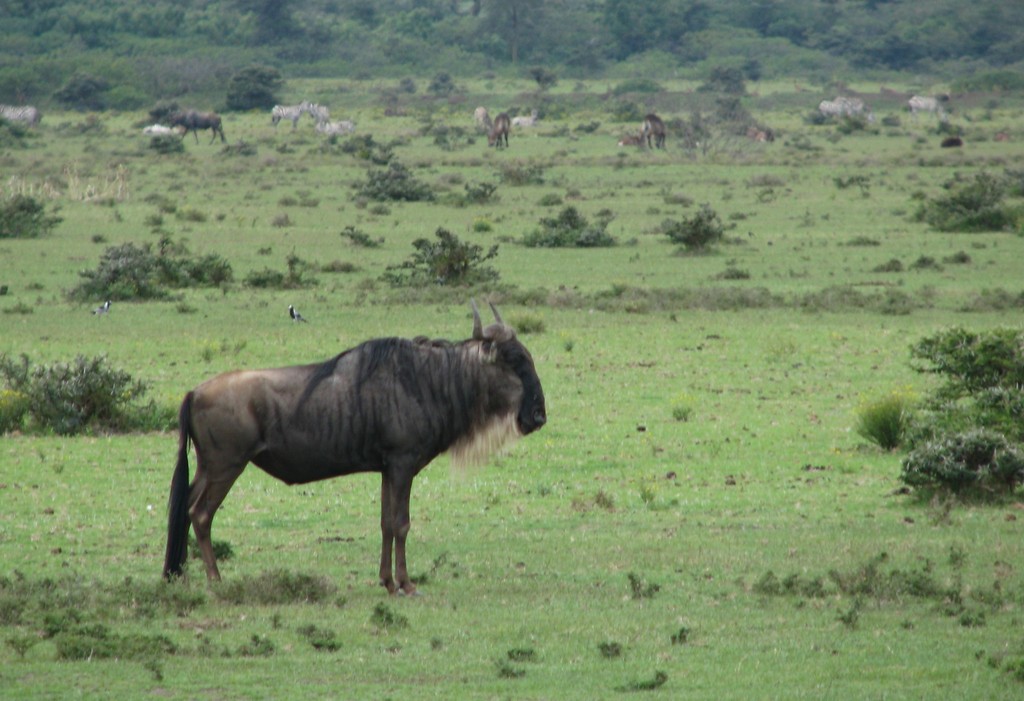 Connochaetes taurinus mearnsi, Hell's Gate National Park, Kenya, by johnhowes