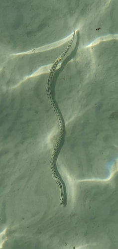 Myrichthys maculosus