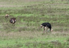 Struthio camelus massaicus