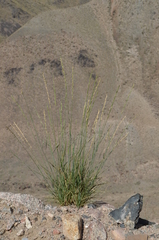 Pseudoroegneria cognata