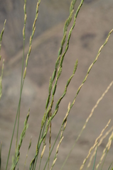 Pseudoroegneria cognata