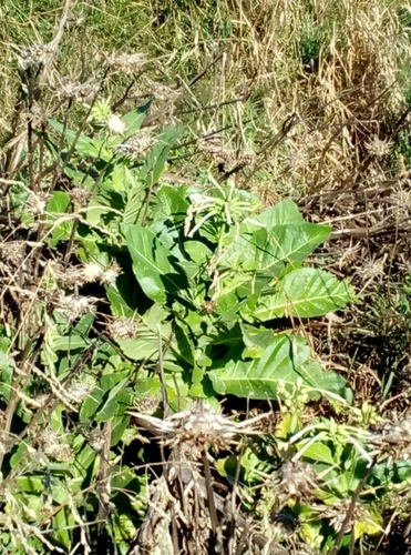 Nicotiana sylvestris