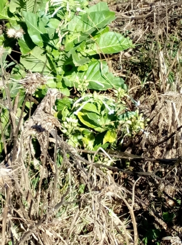 Nicotiana sylvestris