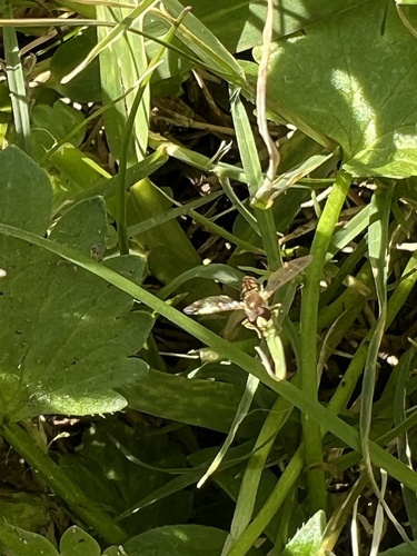 Unknown species found near Rose St, Houston, TX, US
