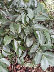 Ilex ficoidea