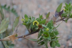 Hyoscyamus pusillus