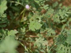 Erodium laciniatum