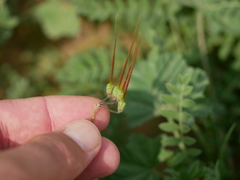 Erodium laciniatum