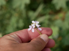 Erucaria hispanica