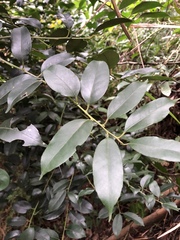Ilex ficoidea