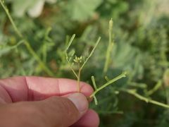 Erucaria hispanica