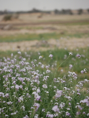 Erucaria hispanica
