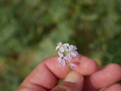 Erucaria hispanica