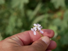 Erucaria hispanica