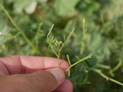 Erucaria hispanica