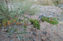Hyoscyamus pusillus