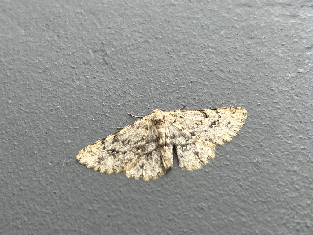 Stenoporpia pulchella