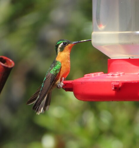 White-throated Mountaingem (Lampornis castaneoventris), photo 4