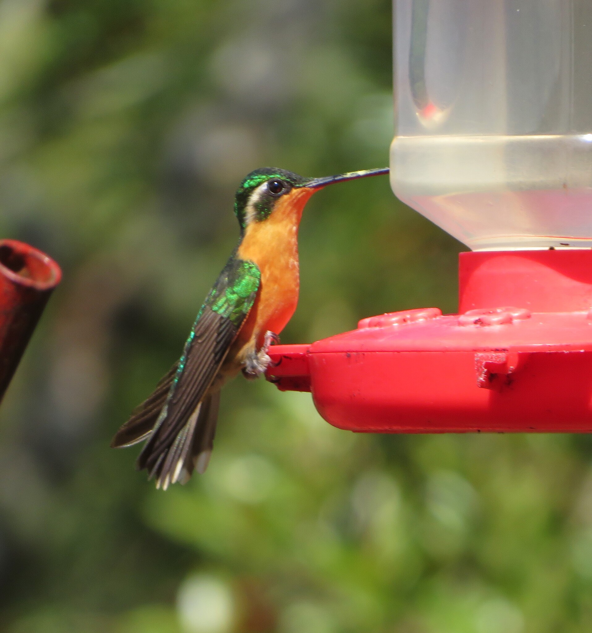 White-throated Mountaingem (Lampornis castaneoventris), photo 5