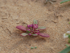 Gisekia pharnaceoides