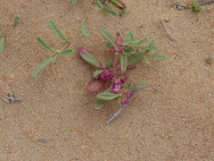 Gisekia pharnaceoides