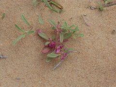 Gisekia pharnaceoides