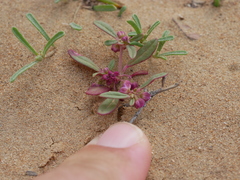 Gisekia pharnaceoides