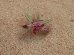 Gisekia pharnaceoides