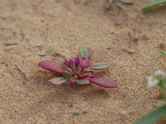 Gisekia pharnaceoides