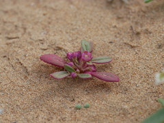 Gisekia pharnaceoides