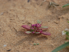 Gisekia pharnaceoides