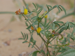 Hippocrepis