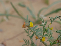 Hippocrepis