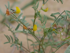 Hippocrepis