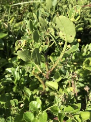 Cynanchum obtusifolium