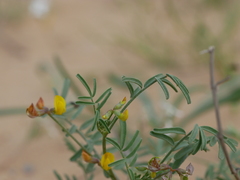Hippocrepis