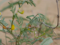 Hippocrepis