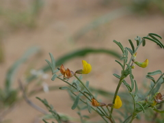 Hippocrepis