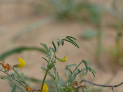Hippocrepis