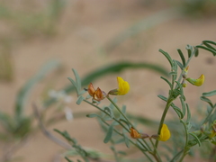 Hippocrepis