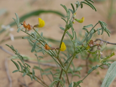 Hippocrepis