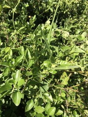 Cynanchum obtusifolium