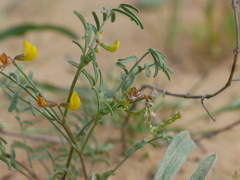 Hippocrepis