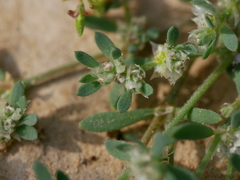 Paronychia arabica