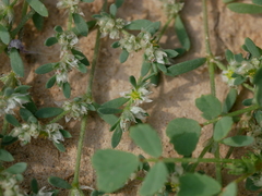 Paronychia arabica