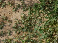 Paronychia arabica