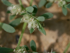 Paronychia arabica